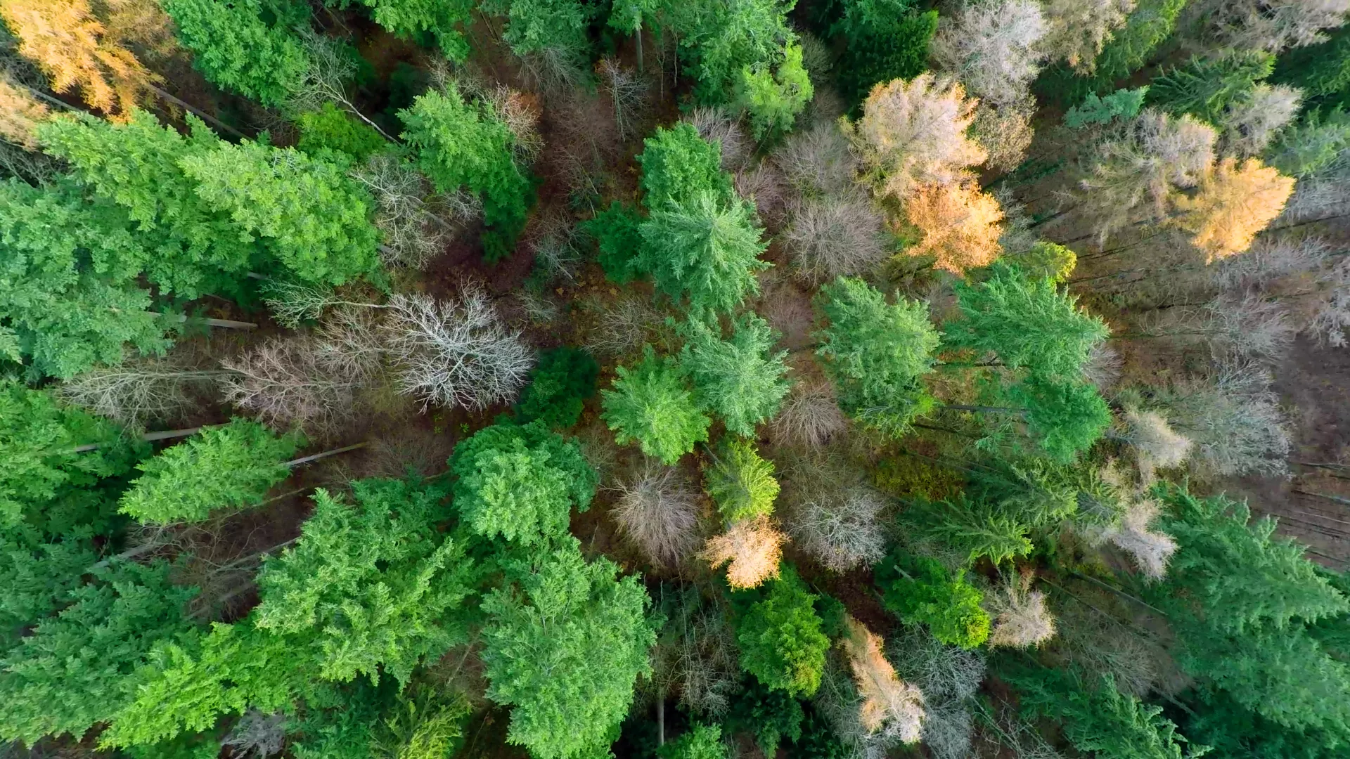 Photo aérienne par drone en vue plongeante au sol sur une forêt mixte.