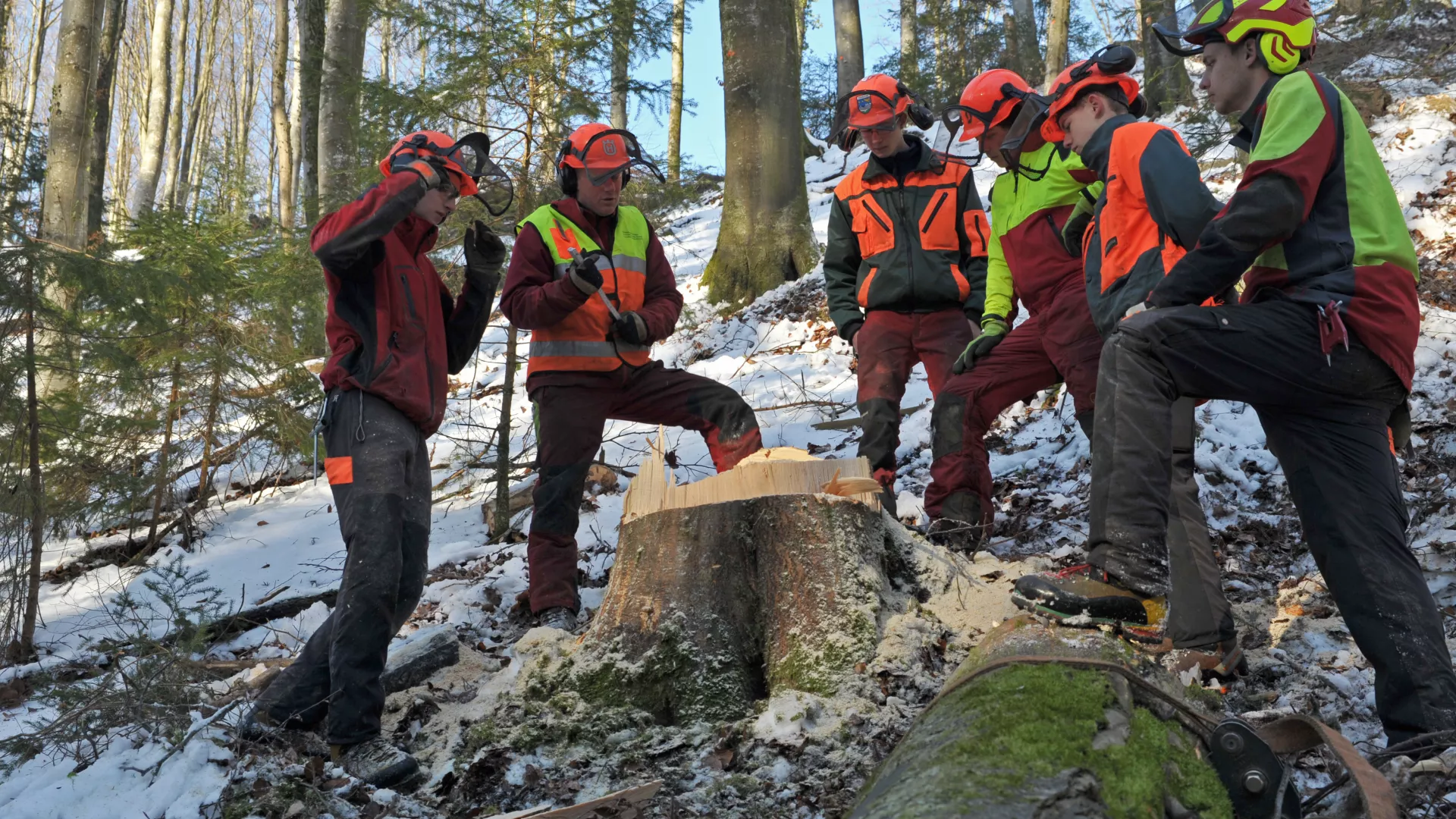 Groupe de six personnes portant leur équipement de protection discutant autour d'une souche des procédés d'abattage.