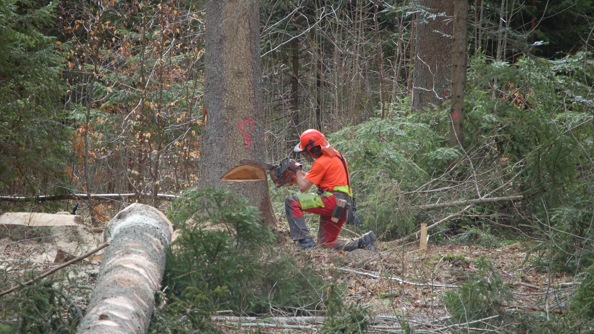 Forestier-bûcheron agenouillé devant un épicéa, préparant une entaille directionnelle à la tronçonneuse.