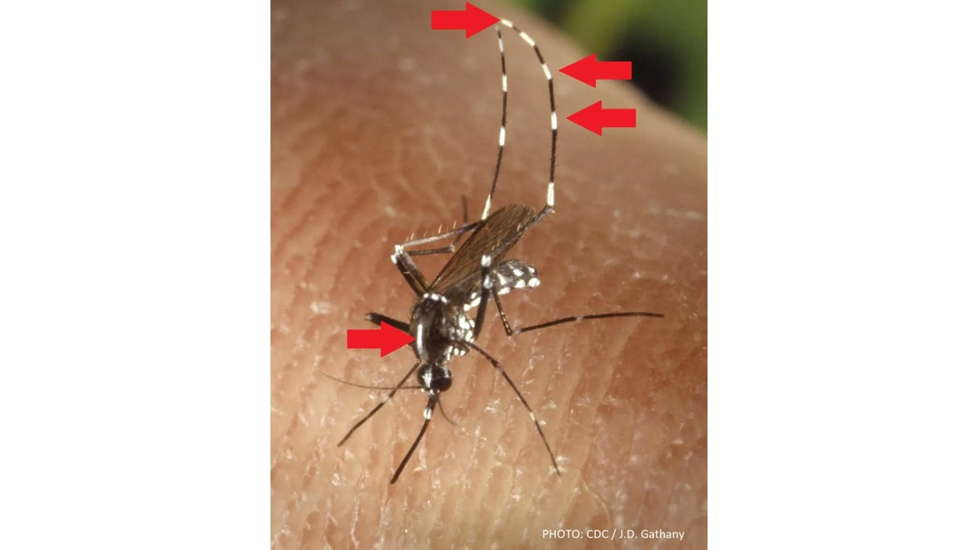 Moustique tigre - Caractéristiques