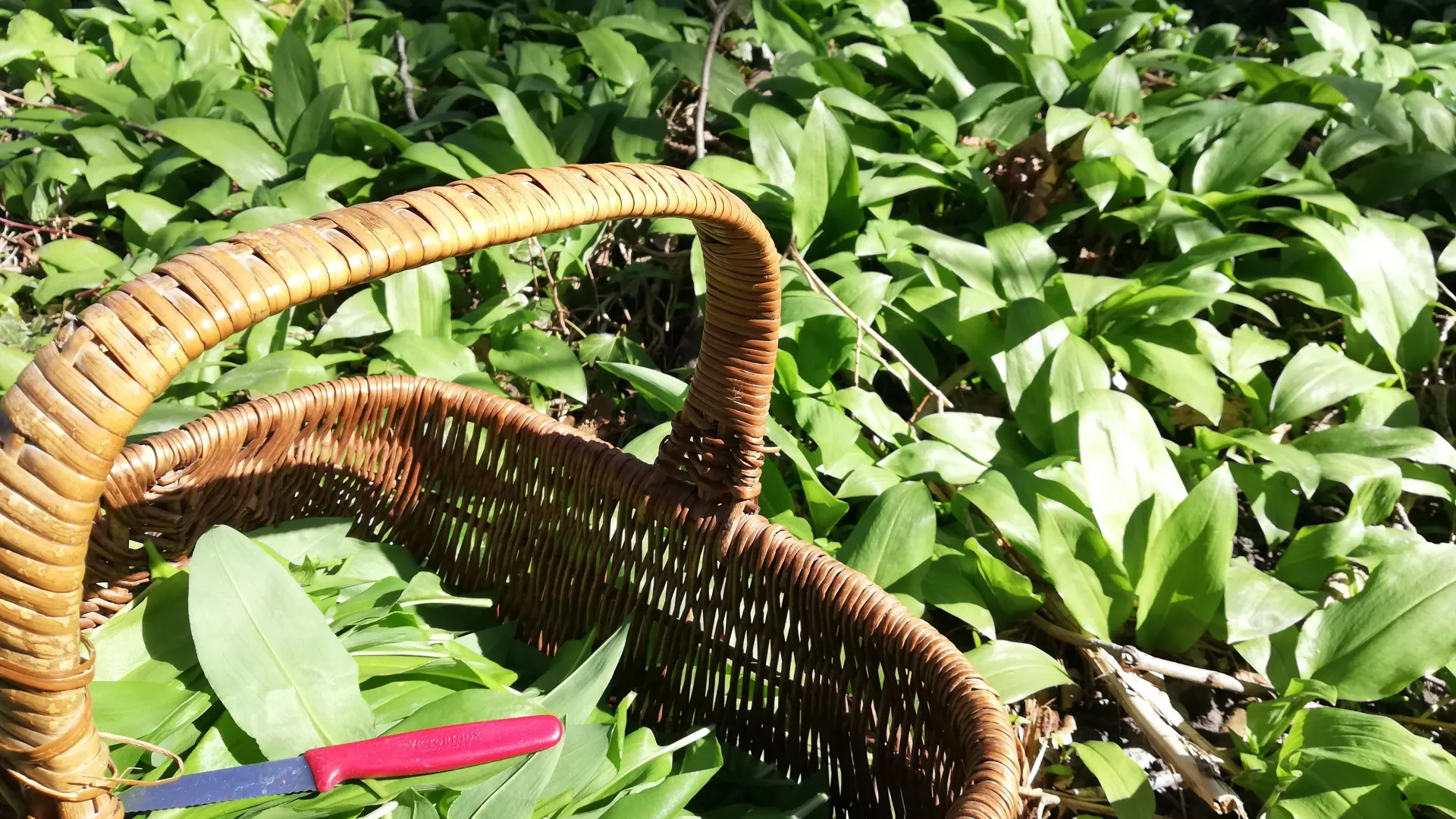Un parterre d'ail des ours ensoleillé avec un panier de récolte rempli en avant-plan.