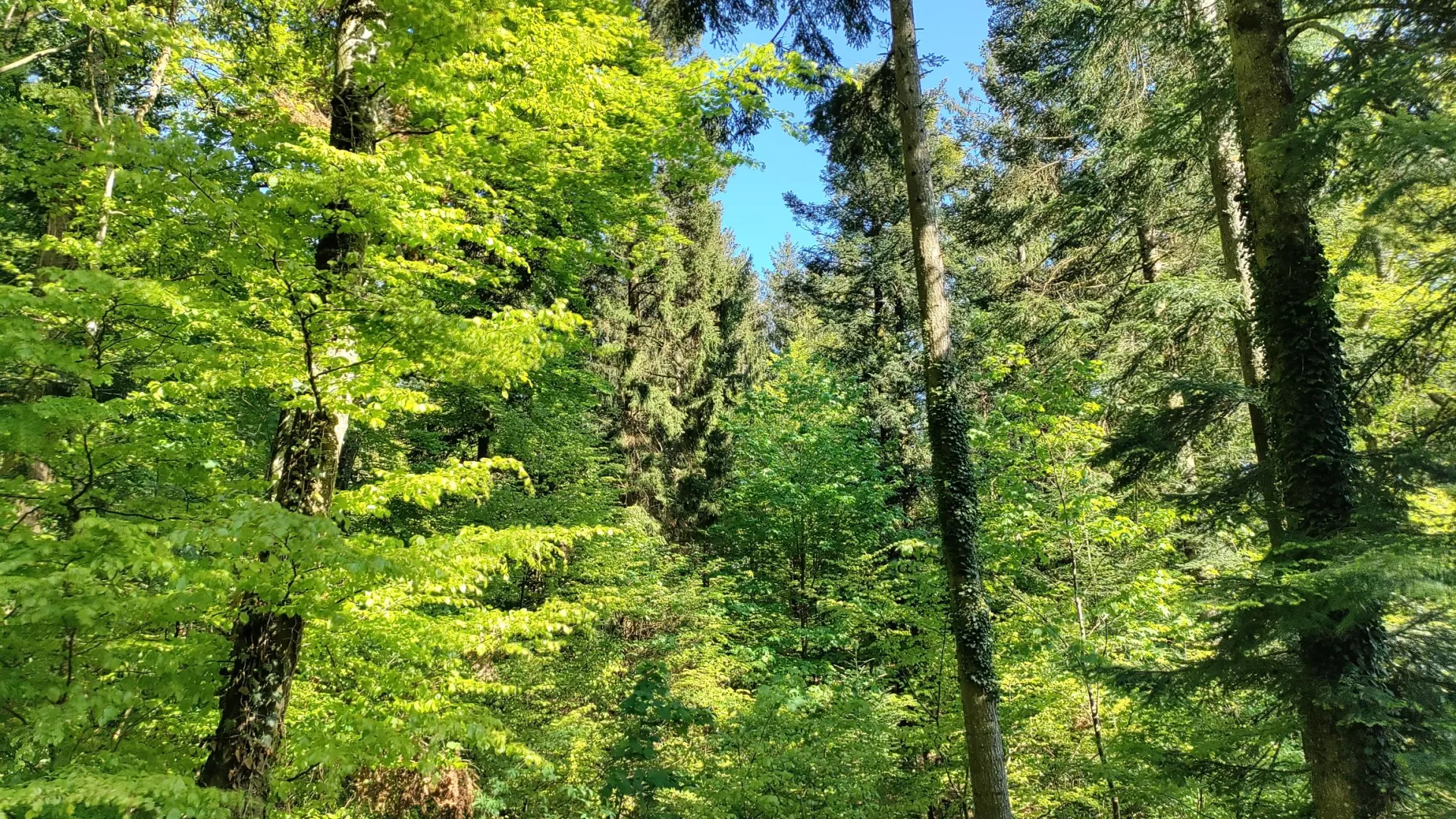 Forêt étagée et mêlant feuillus et conifères, avec un hêtre vert clair bien ensoleillé à l'avant-plan. Le ciel bleu est visible entre les cimes.