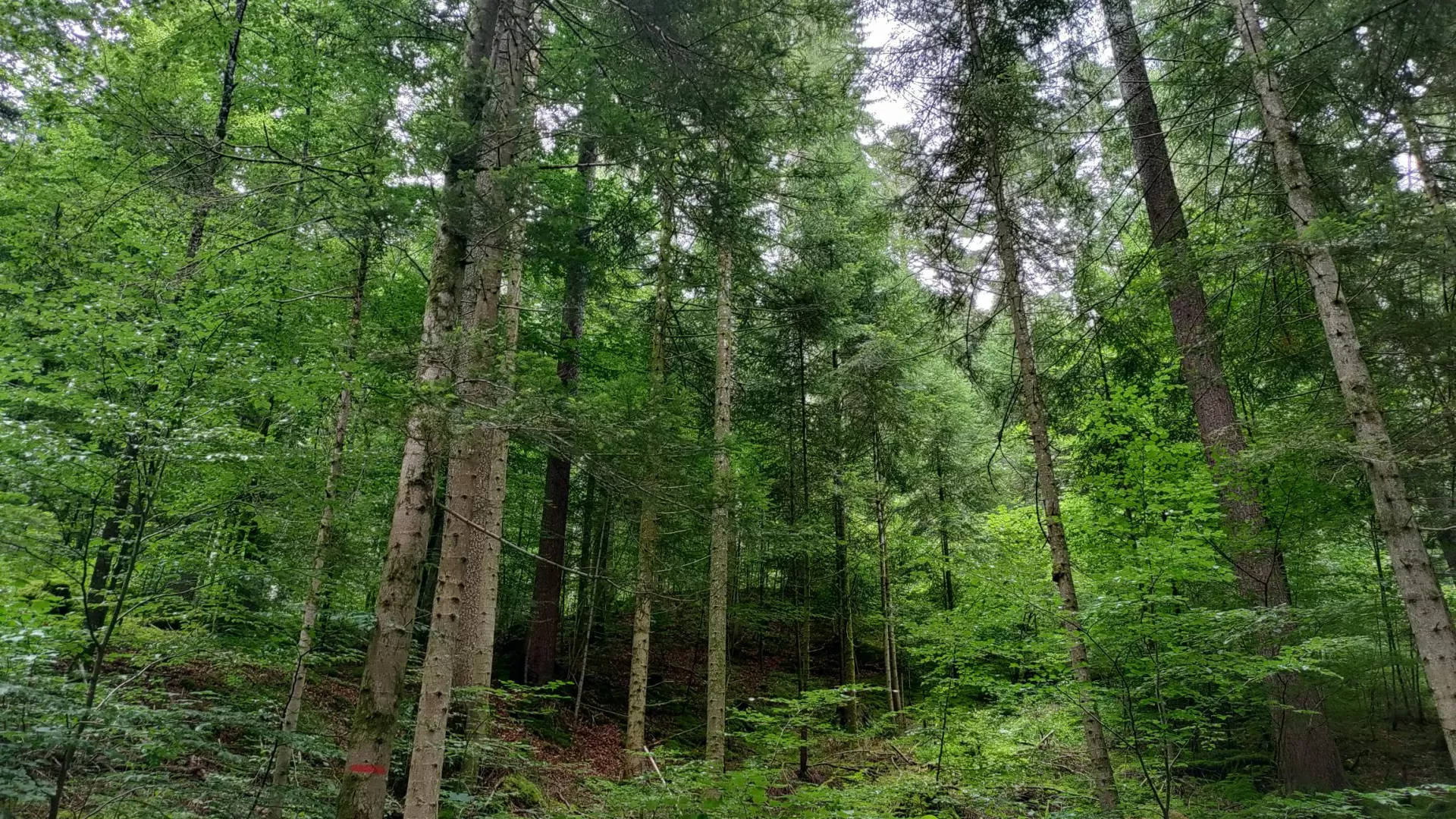 Forêt jardinée, les conifères dominant les feuillus du sous-bois. Un trait de peinture rouge sur un arbre en avant-plan indique une limite forestière.