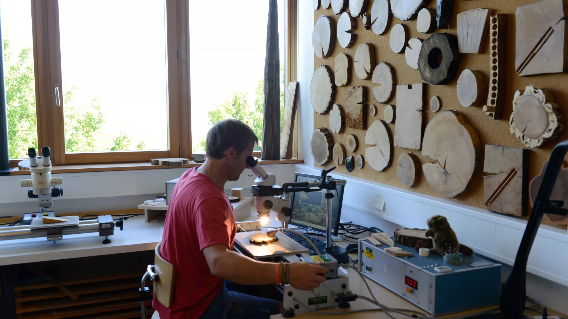 Le dendrochonologue étudie les cernes de bois à l’aide d’un microscope