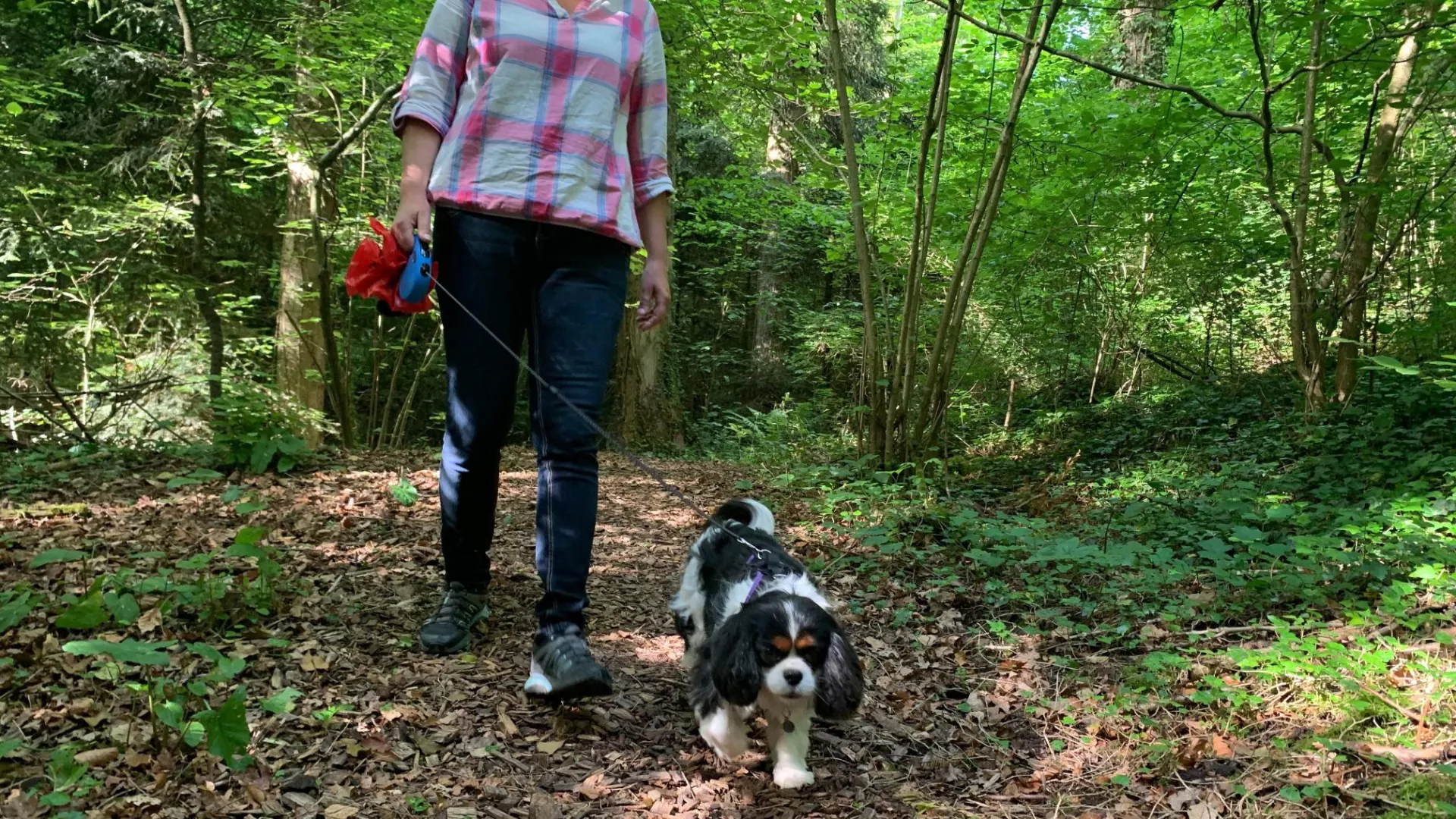 Personne se promenant en forêt avec son chien tenu en laisse, les deux s'approchant de l'objectif.