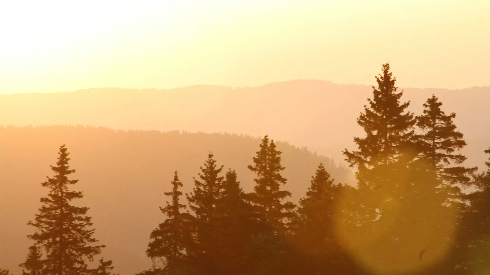Forêt en contre-jour dans un coucher de soleil orangé