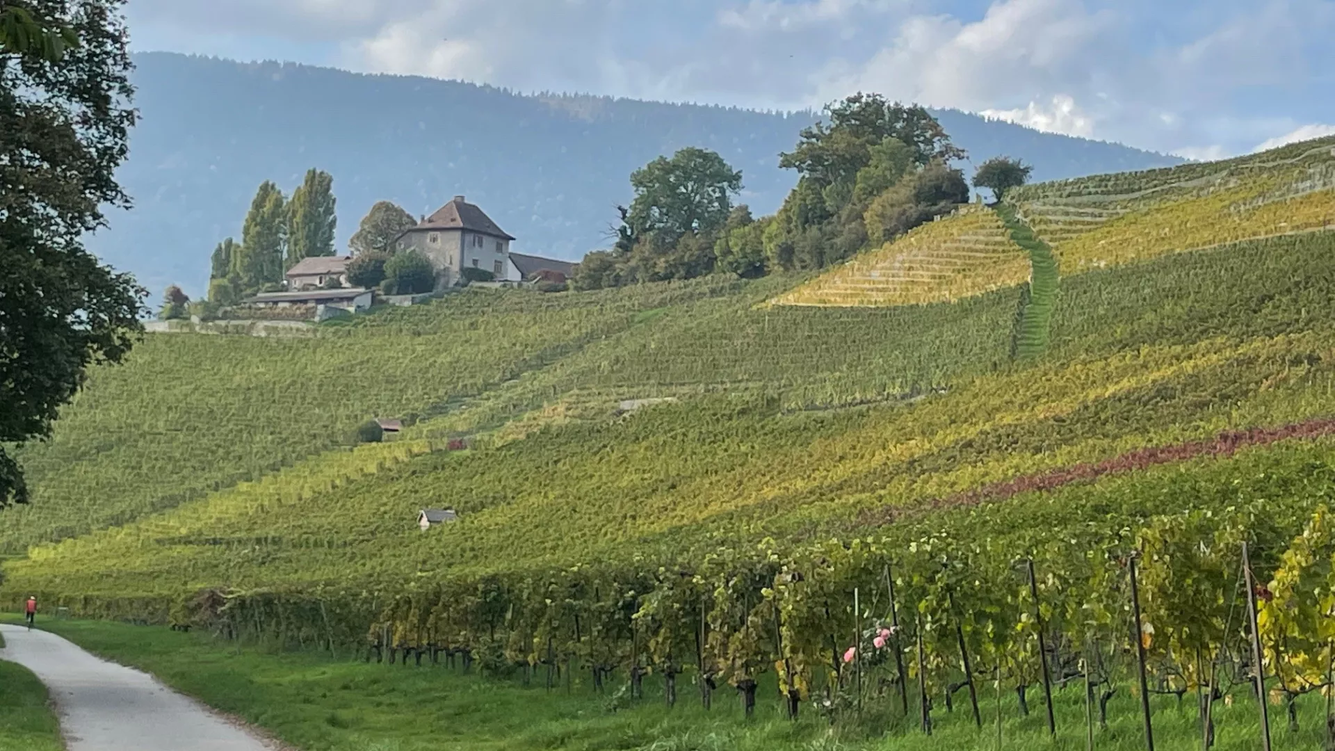Vue de l'abbaye de Bevaix depuis la pointe du Grin, avec des vignes en premier plan.