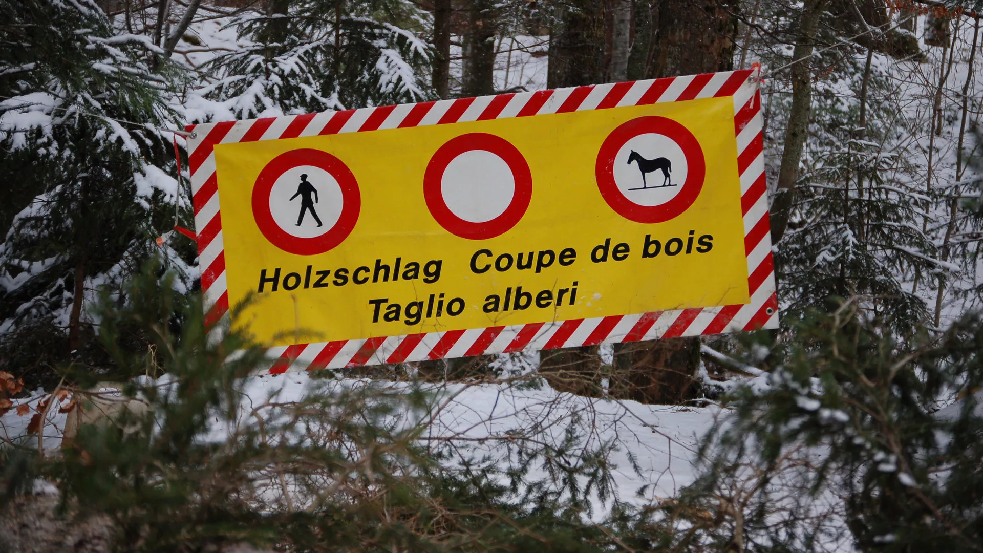 Banderole jaune de chantier forestier au travers d'un chemin. Coupe de bois. Interdiction de circuler pour toute personne non autorisée.