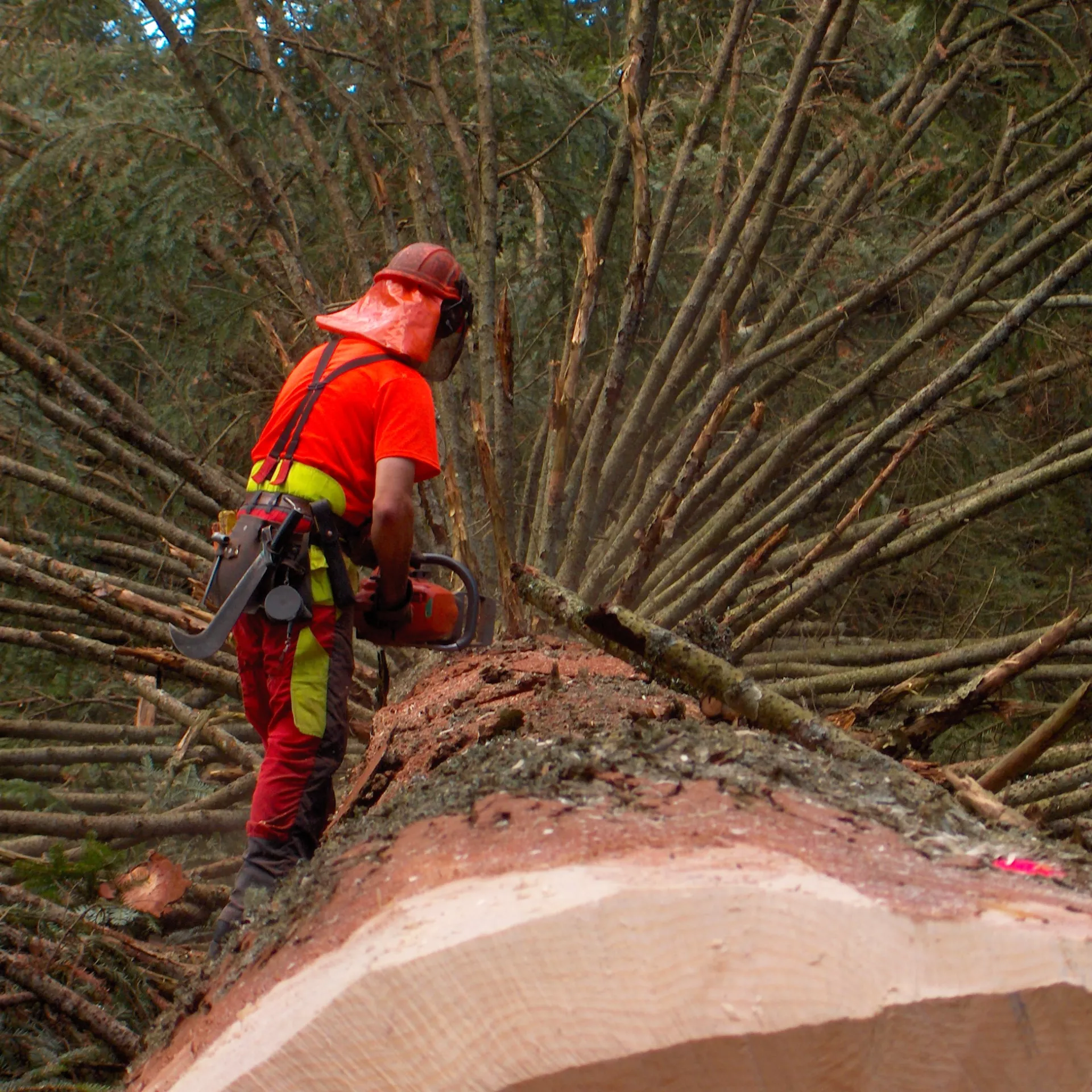 Personne qui est en train de couper un arbre immense