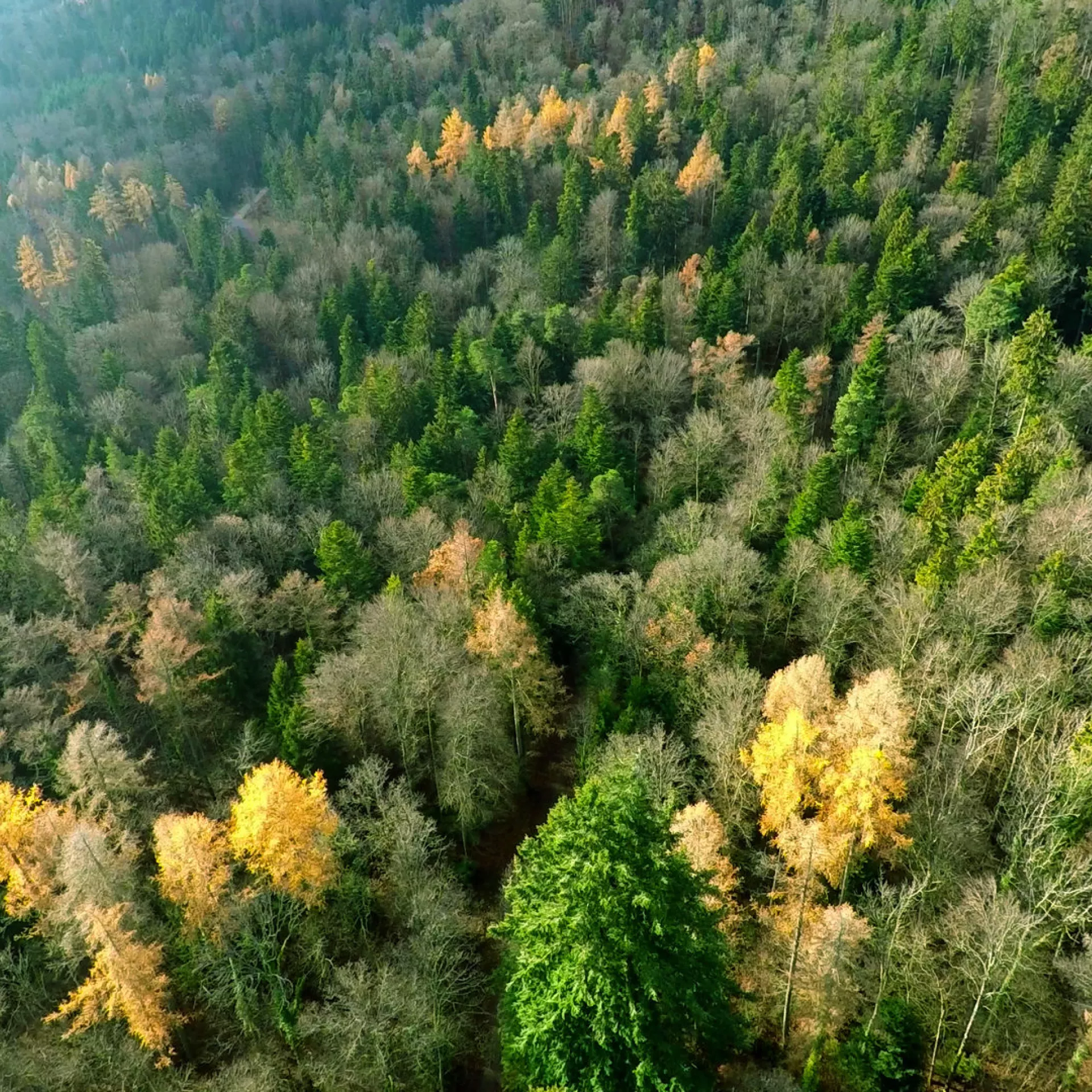 Photo aérienne par drone en vue plongeante sur une forêt mixte.